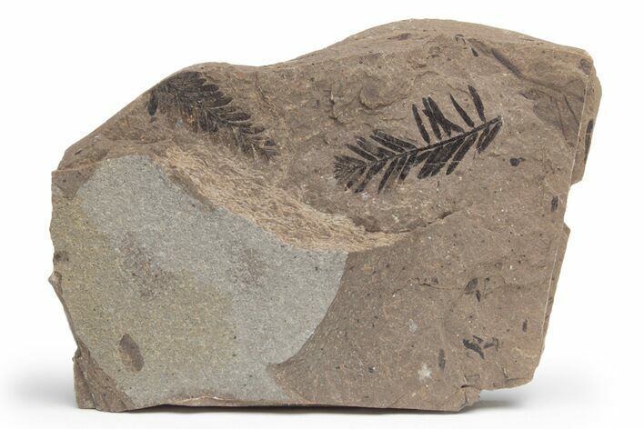 Fossil Flora Plate (Metasequoia, Cunninghamia sp) - McAbee, BC #221146